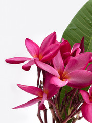 Obraz premium Close up plumeria flower