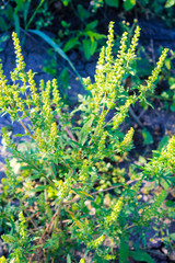 Ragweed plants