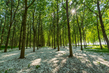 Bright summer scenery in a poplar forest, with lush green foliage