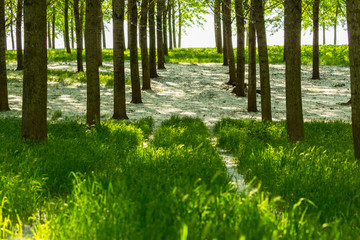 Bright summer scenery in a poplar forest, with lush green foliage