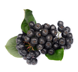 Chokeberry in closeup
