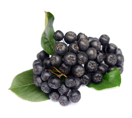 Chokeberry in closeup