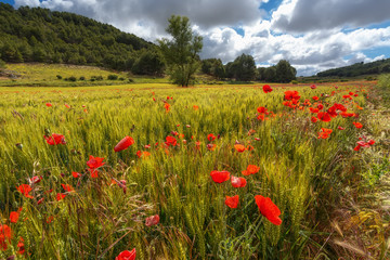 Field poppy in a green cereal filed