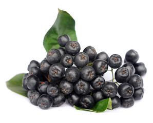 Chokeberry in closeup