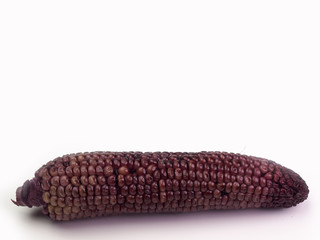 Fresh purple organic corn