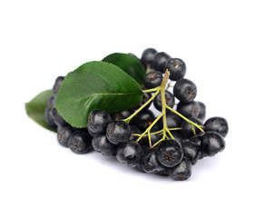 Chokeberry in closeup