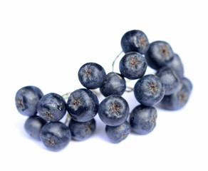 Chokeberry in closeup