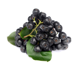 Chokeberry in closeup