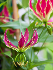 Obraz premium Flowering Gloriosa superba ( Rothschildiana ), also known as the Glory Lily