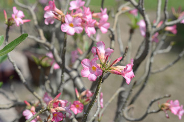 Fototapeta premium pink tropical flowers