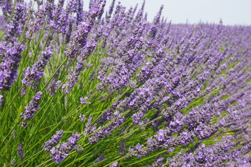 Fototapeta premium Lavendelblüte in der Provence