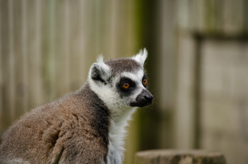 Close Up Profile of Ring-Tailed Lemur Face. Horizontal.