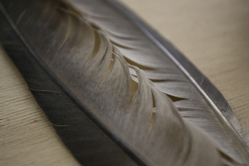 pigeon feathers on wood