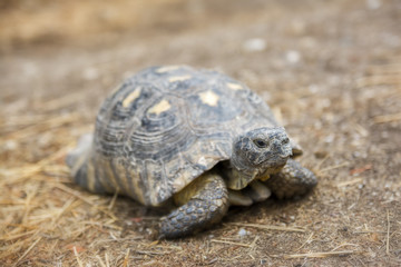 Spur-thighed Tortoise