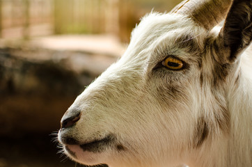 Goat Face White Profile Close Up Portrait Horizontal