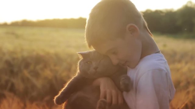 Boy with a British cat at sunset in a wheat field in the sun