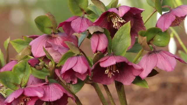Hellebore in flower