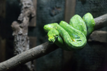 Fototapeta premium young green tree python snake