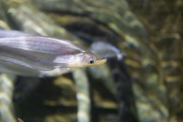 fish swimming in tank aquarium