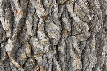 Cedar Tree Bark Background