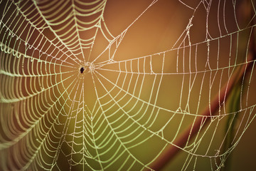 Cobweb on grass