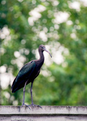 The Plegadis falcinellus bird. (Threskiornithidae). Glossy Ibis in wildlife. Unusual african wading bird.
