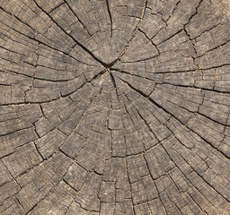 Top view of tree stump texture for background