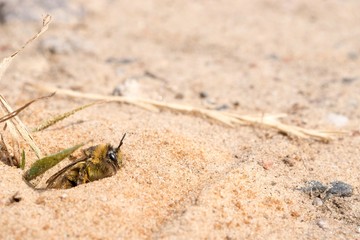 Raufüßige / Braunbrüstige / Dunkelfransige Hosenbiene / Rauhfüßige Bürstenbiene (Dasypoda hirtipes), Weibchen, verlässt Brutröhre, Mecklenburg-Vorpommern, Deutschland 