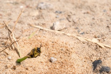 Raufüßige / Braunbrüstige / Dunkelfransige Hosenbiene / Rauhfüßige Bürstenbiene (Dasypoda hirtipes), Weibchen, schaut aus Brutröhre, Mecklenburg-Vorpommern, Deutschland 