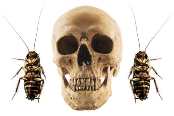 Skull and cockroach isolated on a white