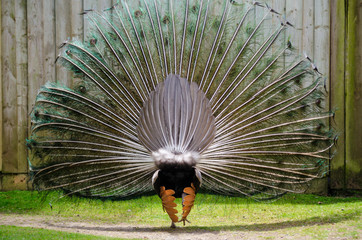 Fototapeta premium Peacock Display Rear Bird Tail Feathers Horizontal
