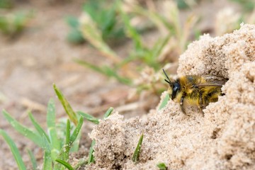 Rauf&uuml;&szlig;ige / Braunbr&uuml;stige / Dunkelfransige Hosenbiene / Rauhf&uuml;&szlig;ige B&uuml;rstenbiene (Dasypoda hirtipes), Weibchen, verl&auml;sst Brutr&ouml;hre, Mecklenburg-Vorpommern, Deutschland 