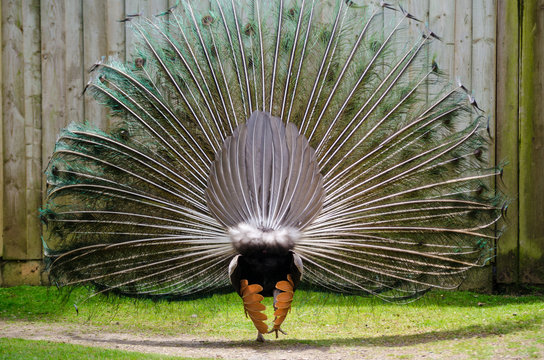 Fototapeta Peacock Display Rear Bird Tail Feathers Horizontal