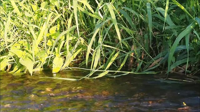 Tanzender M&uuml;ckenschwarm