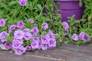 Violet flower petunia wallpaper. Violet petunia flowers in the g