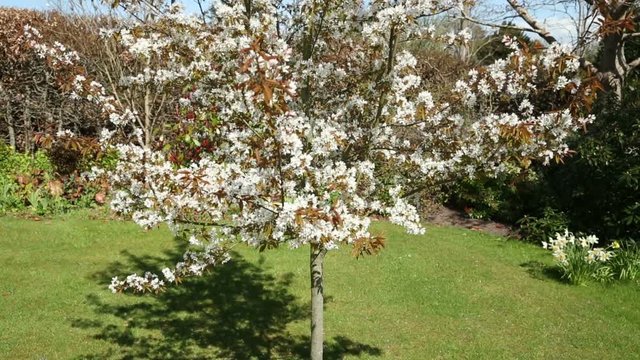 Tilt upwards of Amelanchier Arborea Robin Hill tree in Spring blossom