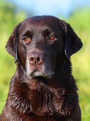 Beautiful chocolate lab looking into the distance