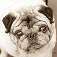 Image with french bulldog in sepia. Cute little French bulldog p