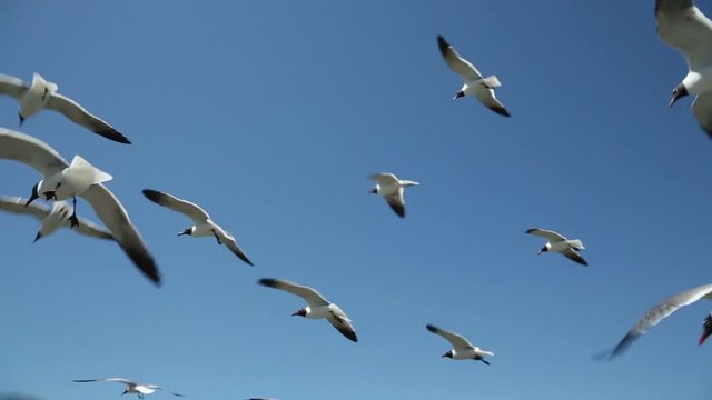 laughing gulls flying in clear blue sky