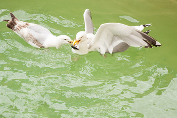 Three seagulls fighting over a dead fish. Herring gulls.