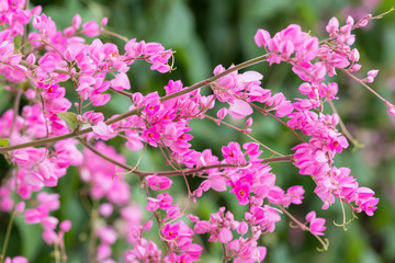 Coral vine or Antigonon leptopus hook flower  in the garden