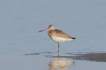 Bar-tailed godwit (Limosa lapponica)