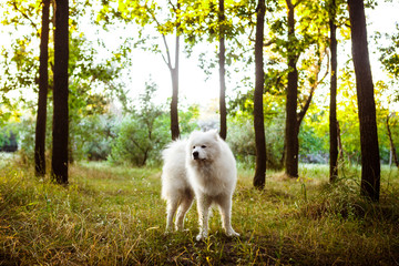 White cute dog walking in park at sunset.
