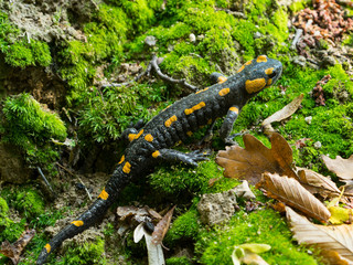 Wild salamandra