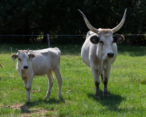 hungarian grey cattle with calf