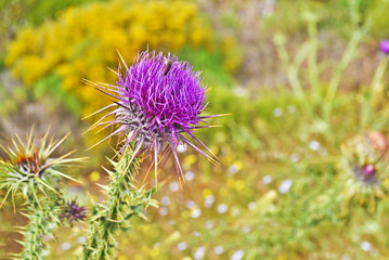 close up of a purple thistle flower with a bee - blur landscape background