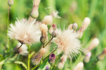 Summer time still life scene with fluffy flowers, macro view image. shallow depth of field