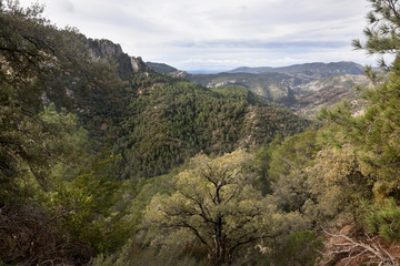 Trees. Los Ports de Beseit