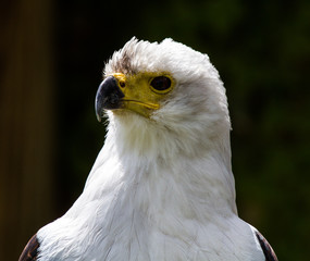 Schreiseeadler - Haliaeetus vocifer
