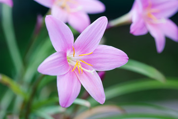 Blooming pink flowers Zephyranthes on dark background. soft focus image
